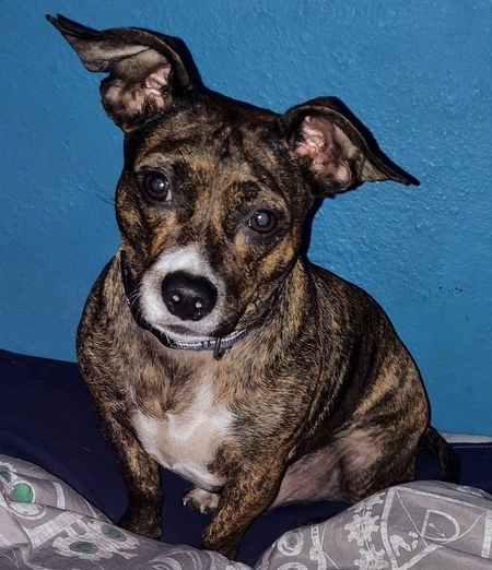 Entry image for Scrappy. Clicking this image will show a larger photo