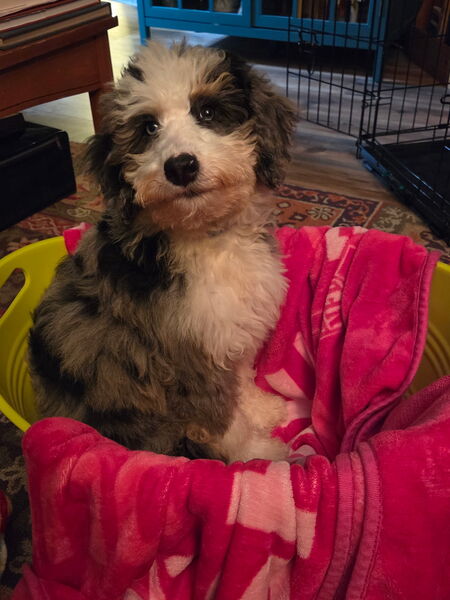 Entry image for Brinlee . Clicking this image will show a larger photo