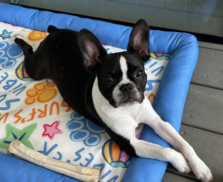 Entry image for Penny. Clicking this image will show a larger photo