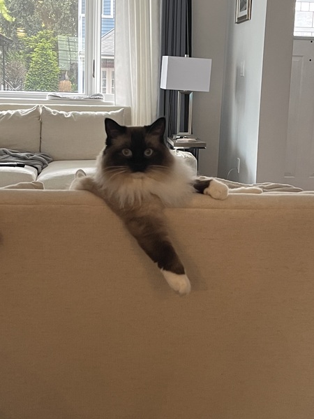 Entry image for Coco. Clicking this image will show a larger photo