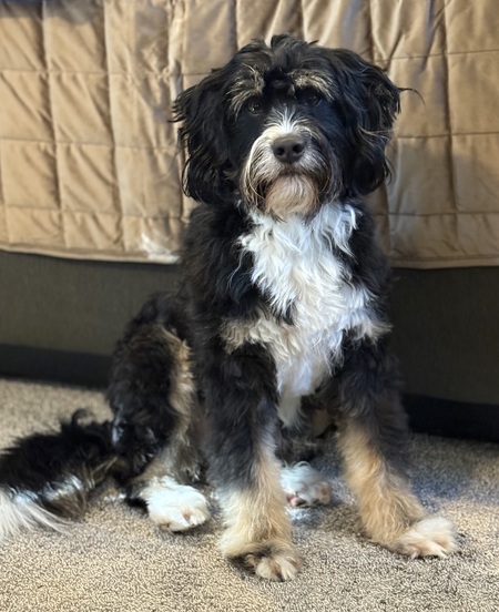Entry image for Obi. Clicking this image will show a larger photo