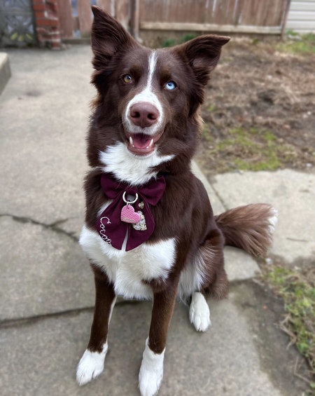Entry image for Cocoa. Clicking this image will show a larger photo