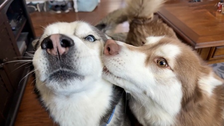 Entry image for Timber and Whisper. Clicking this image will show a larger photo