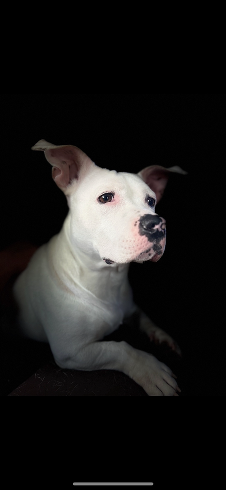 Entry image for Poppy. Clicking this image will show a larger photo