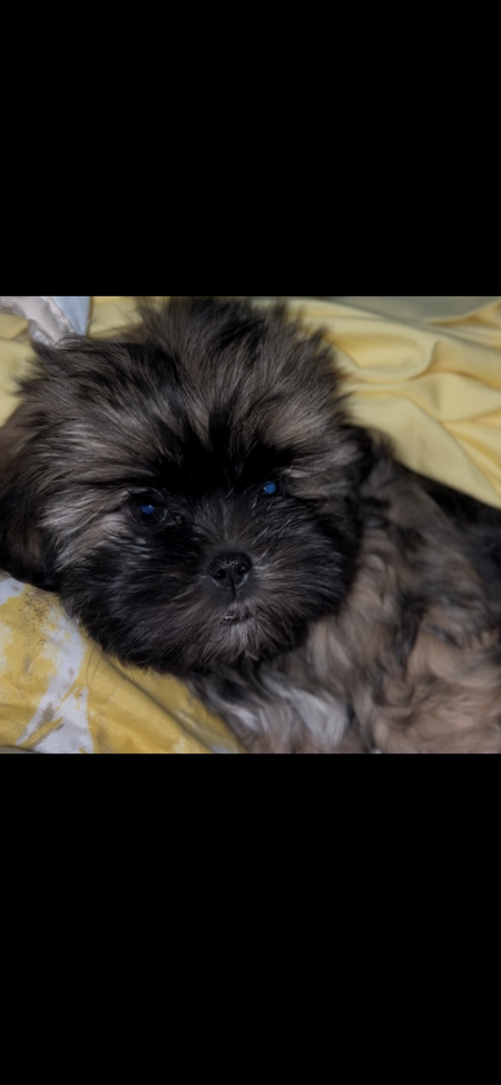 Entry image for Louie. Clicking this image will show a larger photo