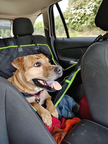 Entry image for Sampson. Clicking this image will show a larger photo