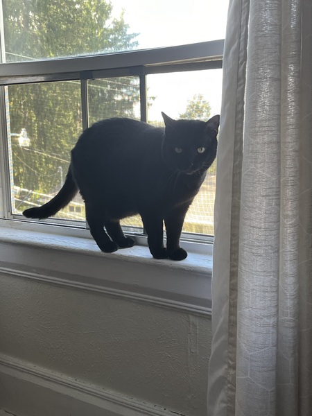 Entry image for Salem. Clicking this image will show a larger photo