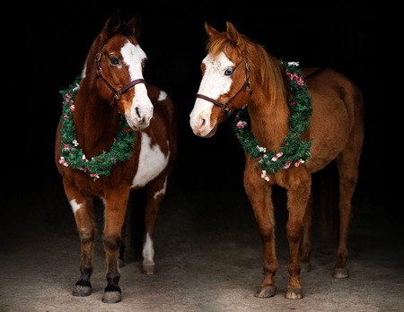 Entry image for Rocky & Outlaw. Clicking this image will show a larger photo