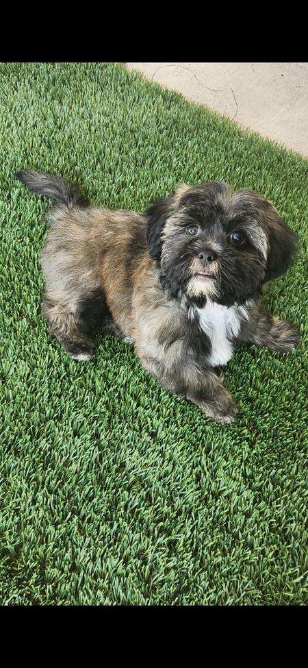 Entry image for Riley. Clicking this image will show a larger photo