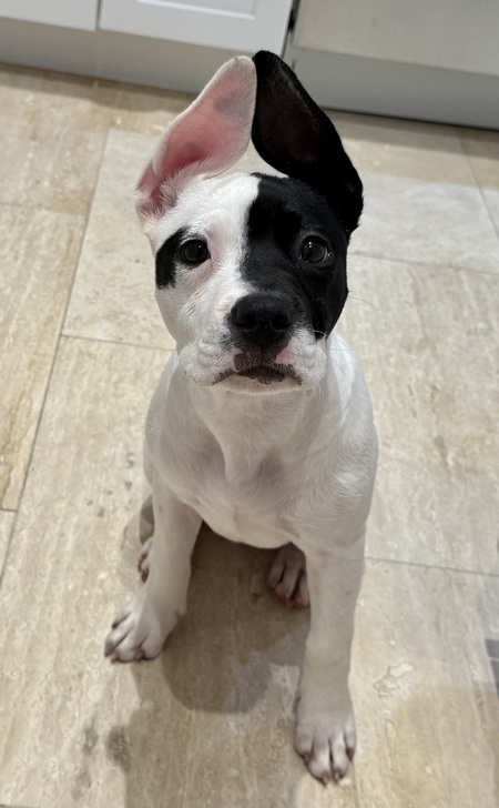 Little Miss Marley