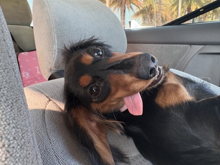 Nova