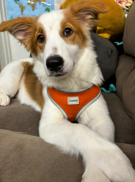 Koa