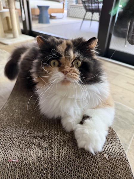 Rajah
