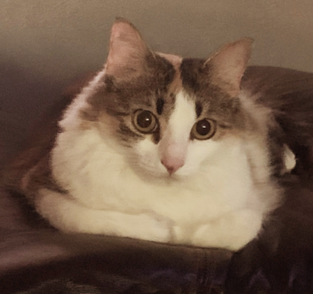 Kitty Kat