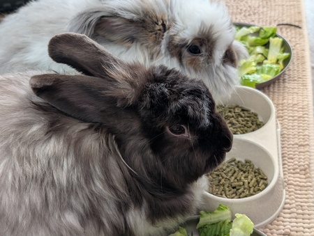 Dorothy (CT Humane Society alumni) and Moppet