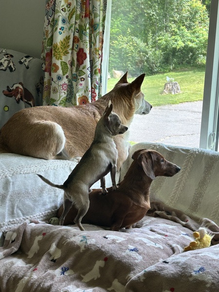 Georgia, Pippi & Petey