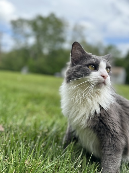 Pebbles