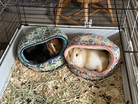 Charlie & Linus