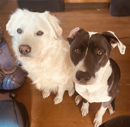 Ghost & Devil Dog
