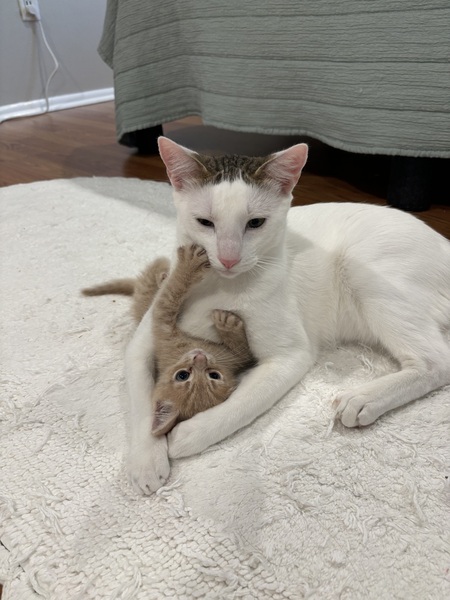 Luca & Baby Kitty