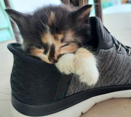 Coco