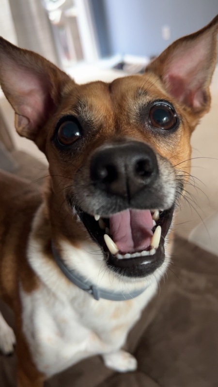 Gracie