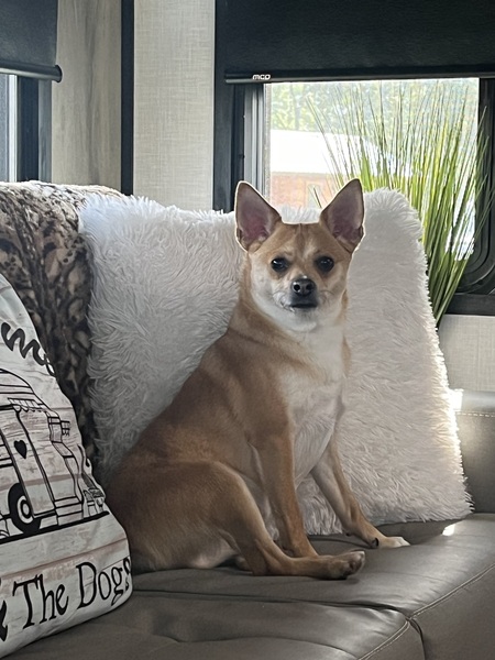 Bruno