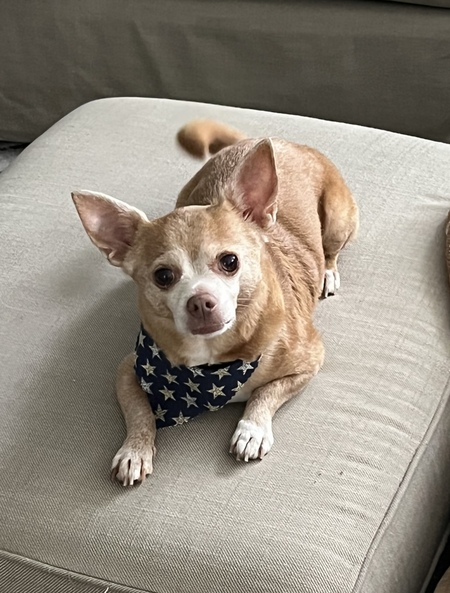 Chico