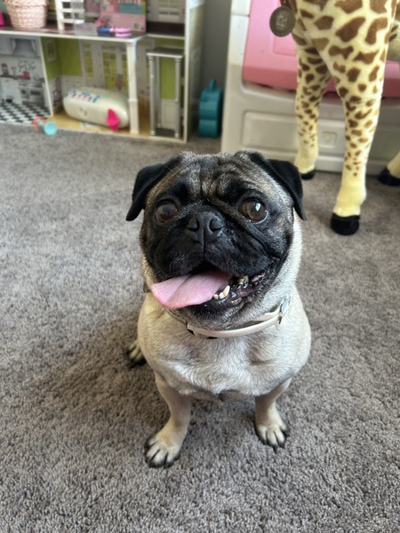 Dozer