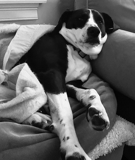 Piper