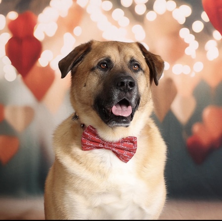 Bauer