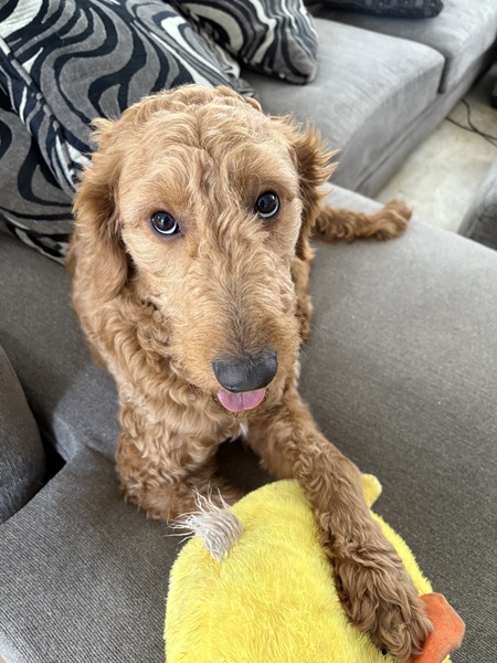 Milo 