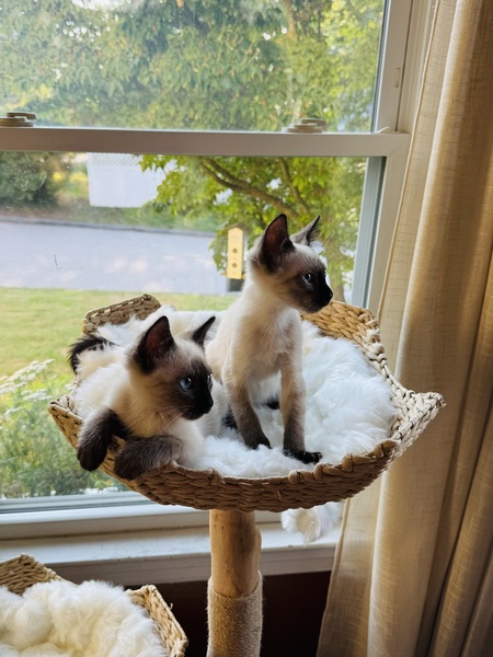 Mr. Darcy and Hannibal