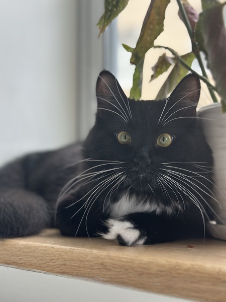 Sylvie