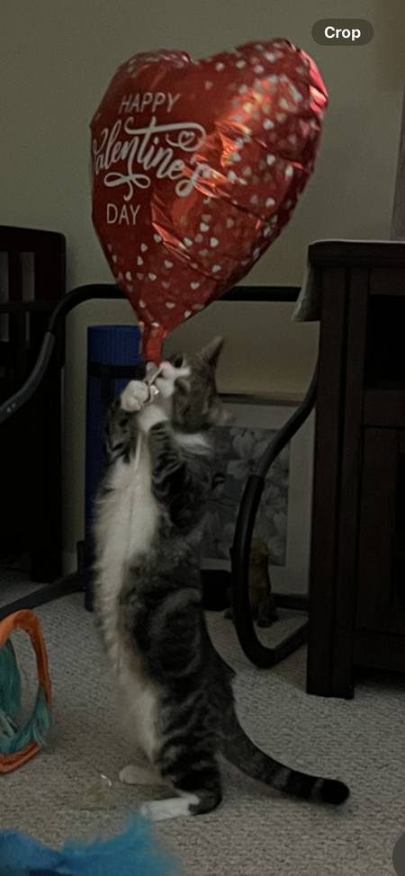 Gio