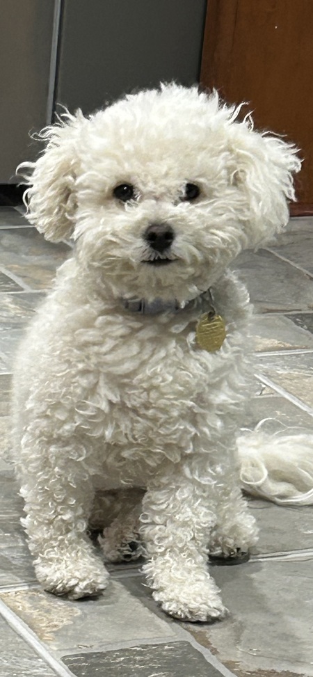 Sadie