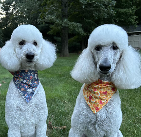 Lincoln & Luna