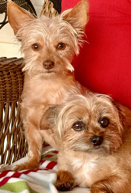 Nellie and Buddy
