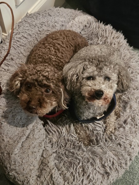 Phil Dunphy and Ollie