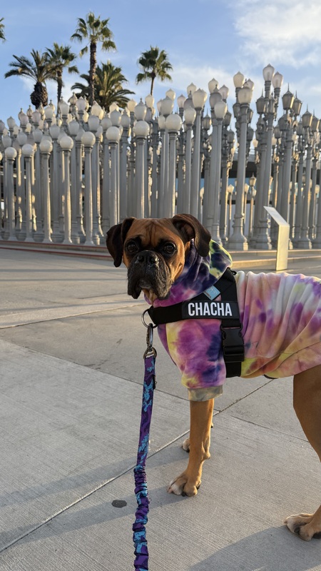 Entry image for ChaCha. Clicking this image will show a larger photo