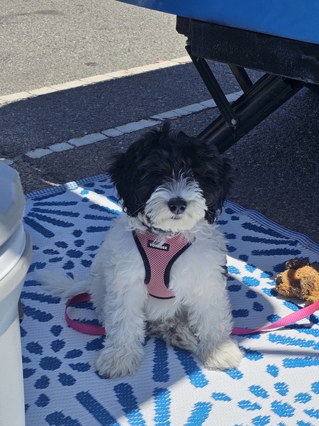 Bailey 