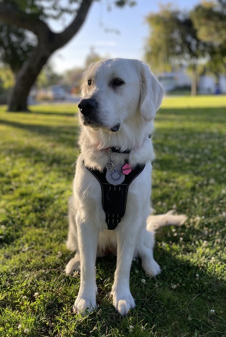 MAPLE