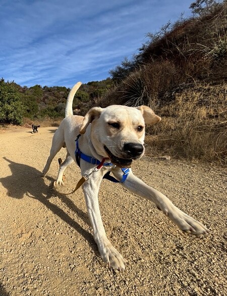 Hank