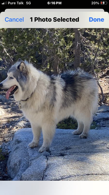 Timber 
