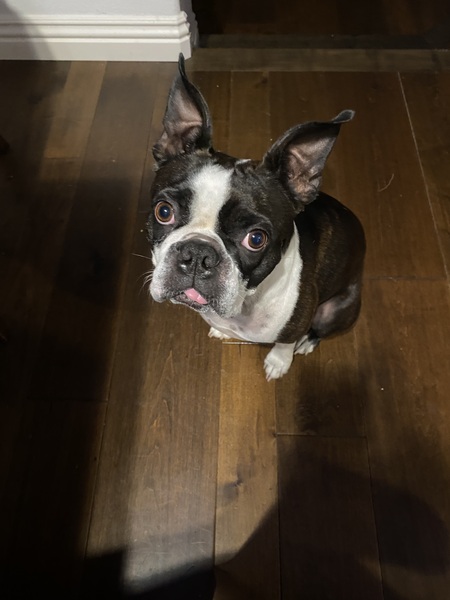 OREO 