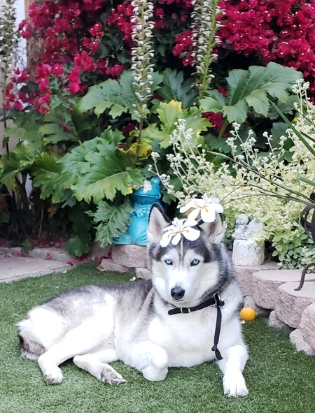Yukon