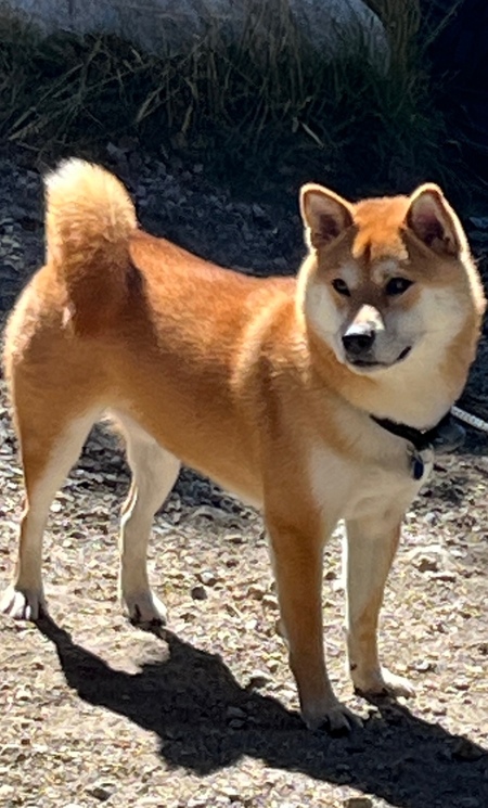 Koji