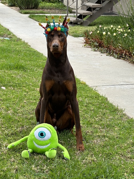 SULLY