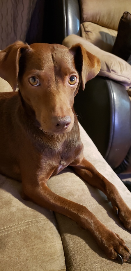 Milo Jay