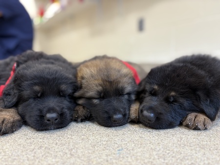 Egor, Ella, & Emmi